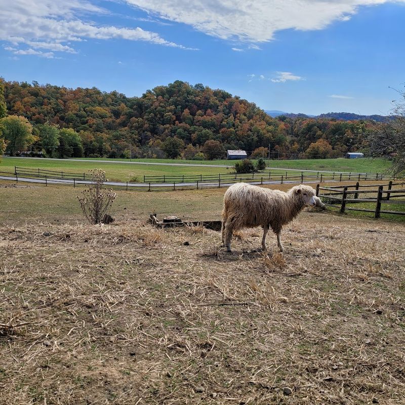 Family Visits And Educational Programs At Rocky Mount