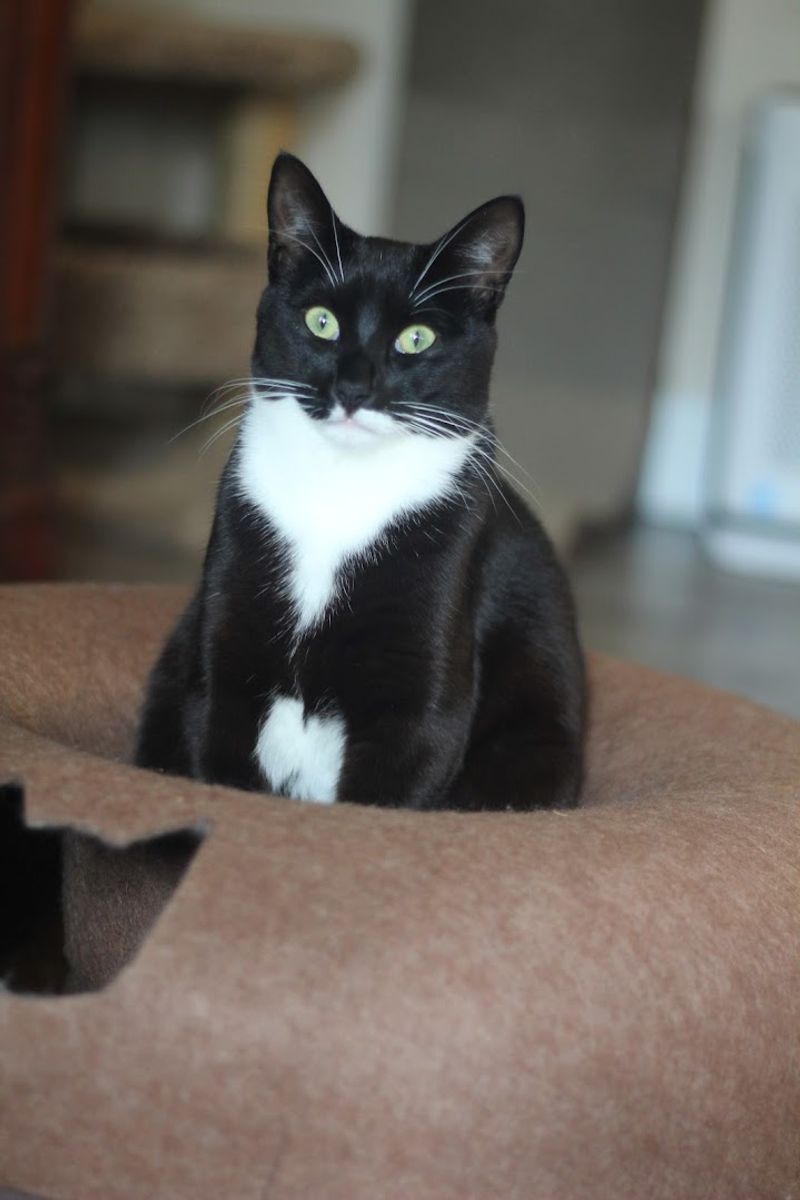 Supporting Local Rescues Through Every Visit