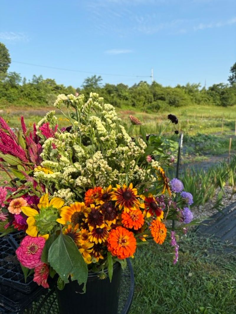 Spring Blooms That Signal The Season Has Arrived