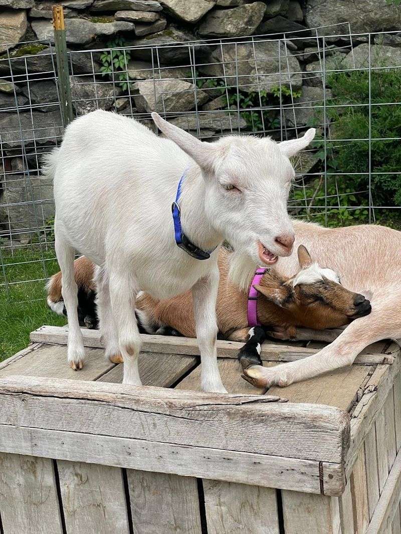 Animals, Trails, And The Quieter Side Of The Farm