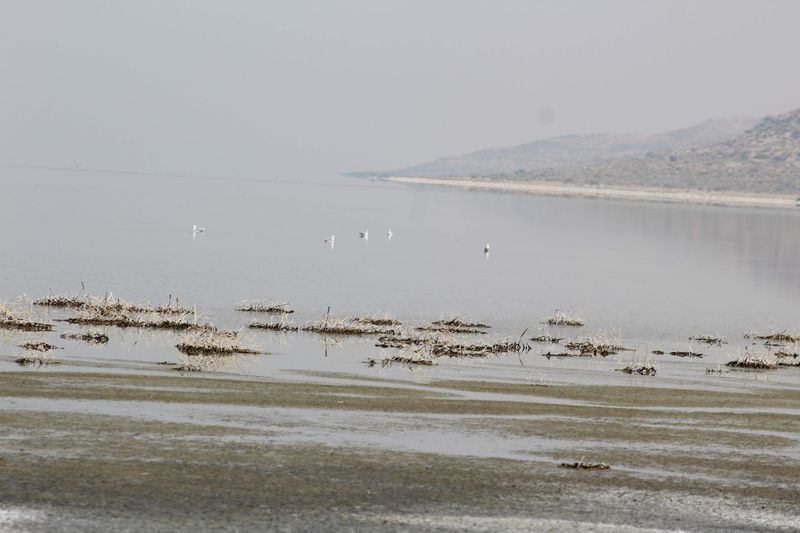 When Salinity Spikes, The Food Web Collapses