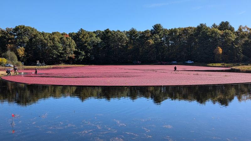 Nature Trail And Cranberry Bog, Foxborough