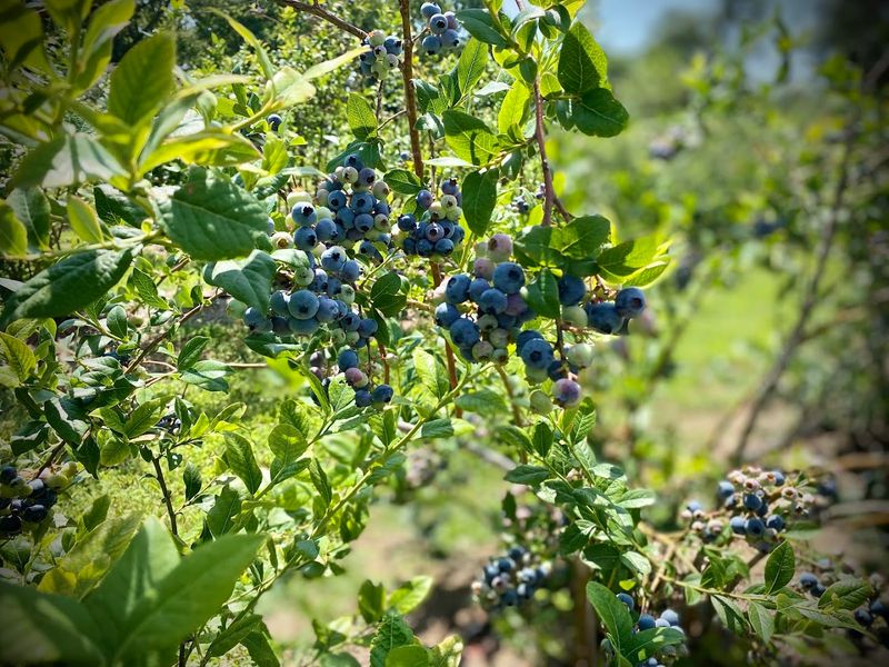 Safe Practices For Picking And Handling Fruit