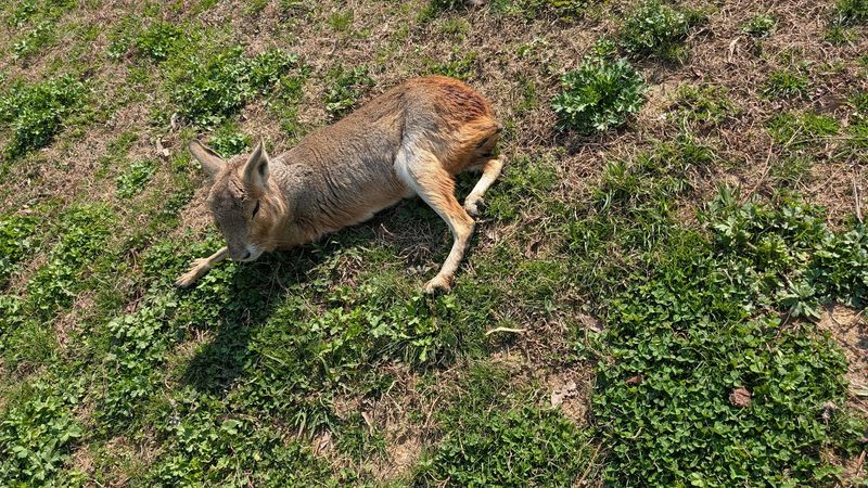 Conservation Efforts Supporting Native And Exotic Species