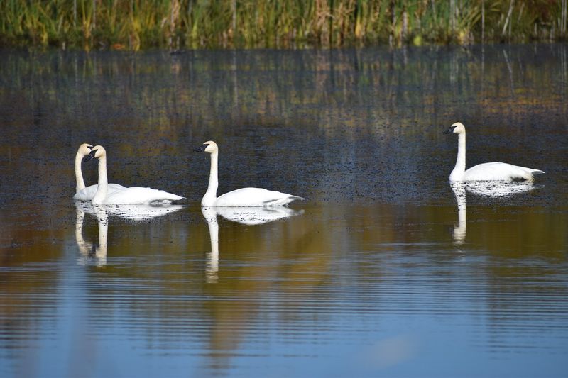 Over 266 Bird Species Call This Place Home