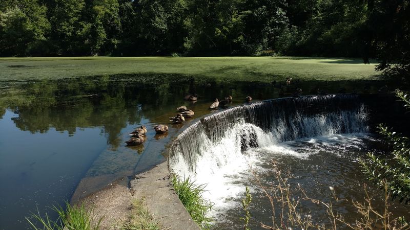 Forest Park