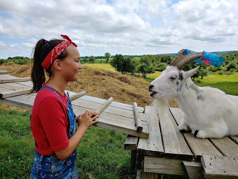The Sanctuary Cares For Pigs, Goats, Sheep, Cows, And More