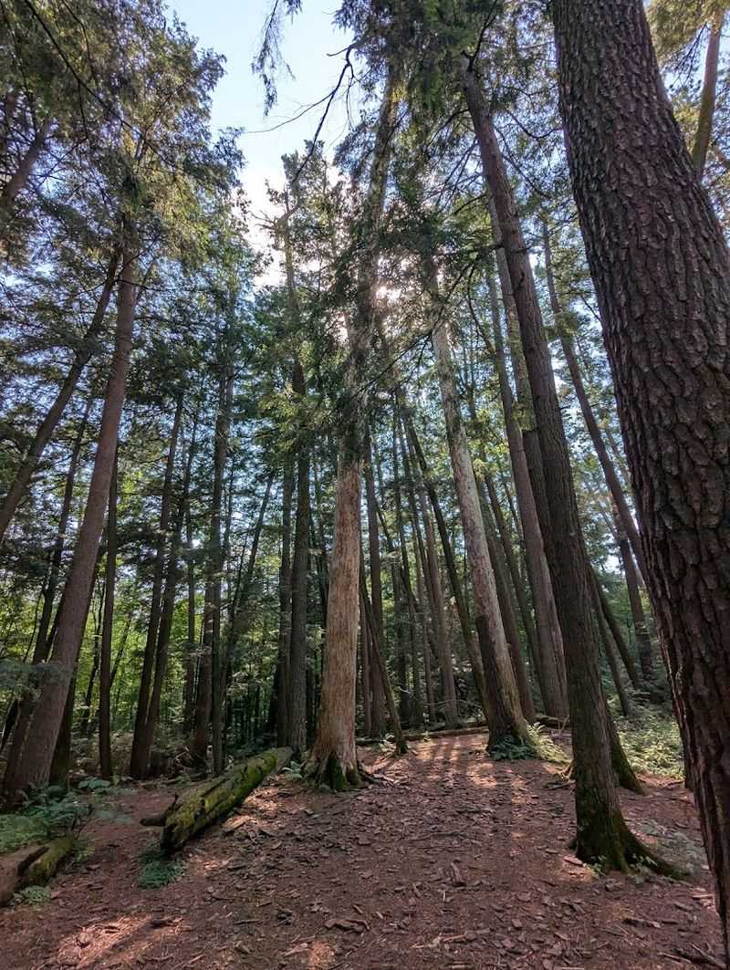 Some Of The White Pines Began Growing In The 1730s