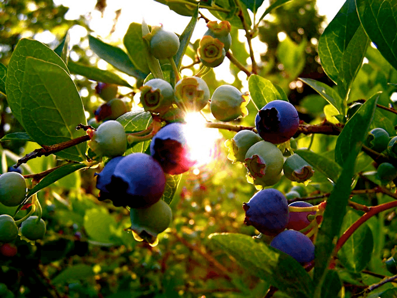 A Naturally Grown Promise That Actually Means Something