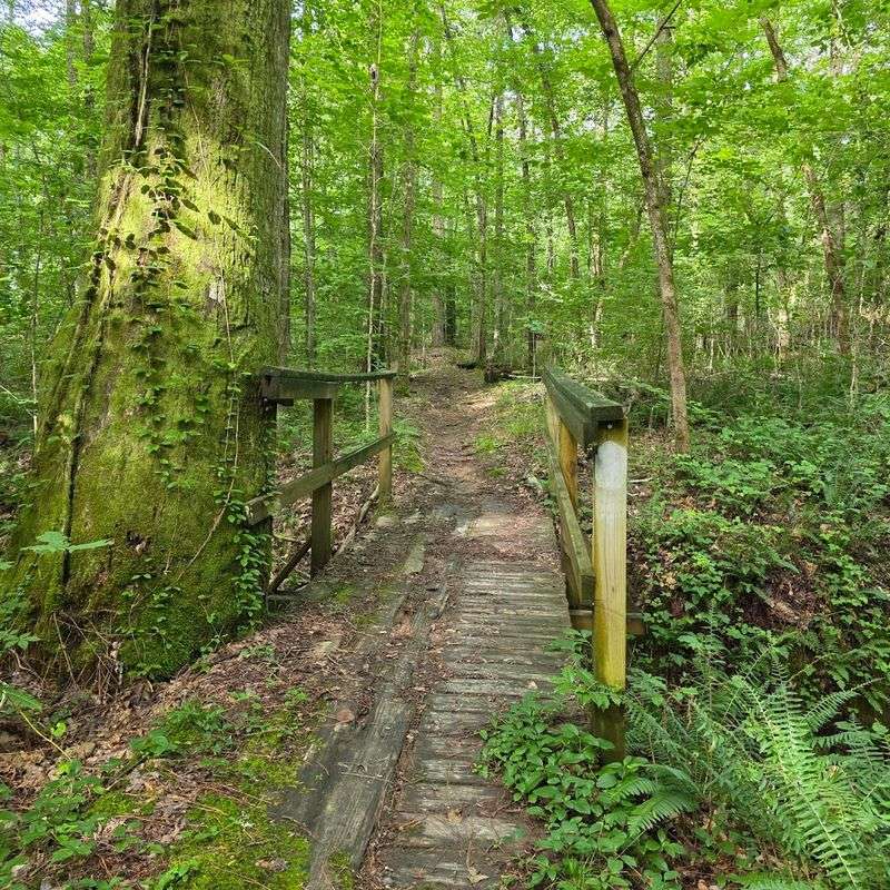 Hiking Trails Through Pine Forest And Creek Crossings