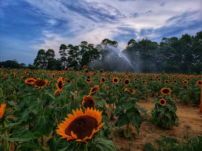 Fox Hollow Farms Sunflower Maze