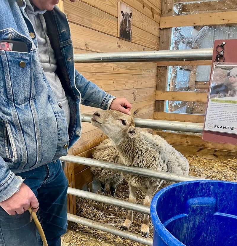 Volunteers Help Keep The Sanctuary Running