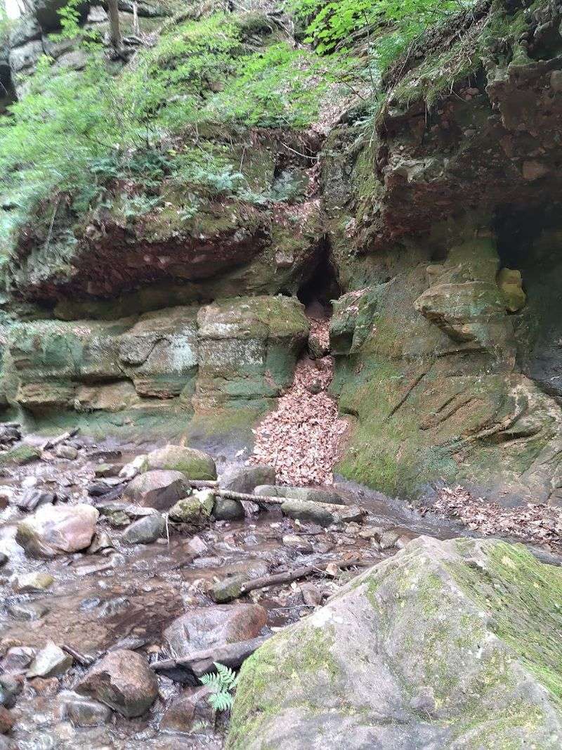 Rare Plants And Insects Make This Place More Fragile Than It Looks