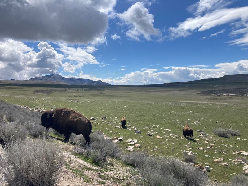 Antelope Island State Park