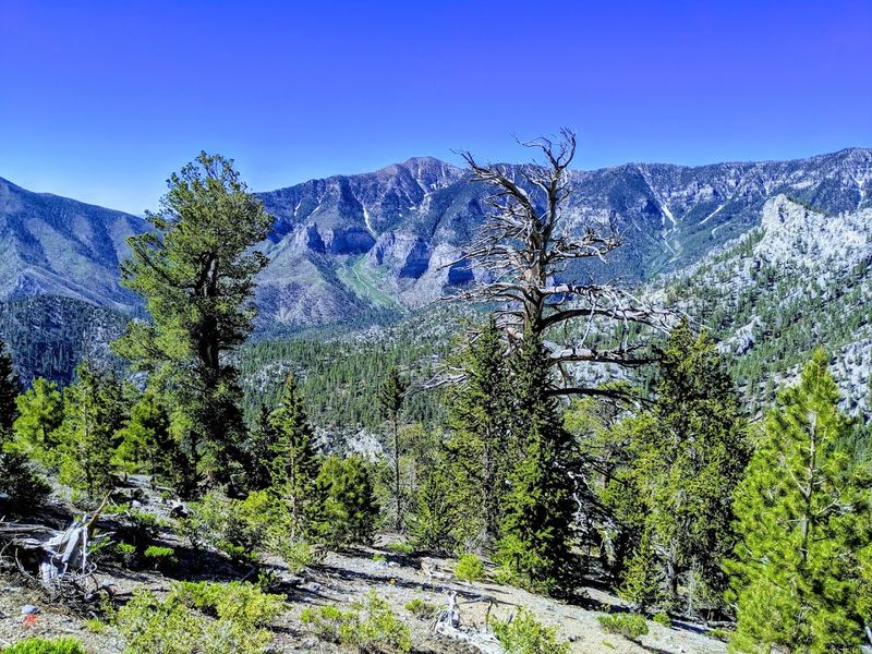 Mount Charleston