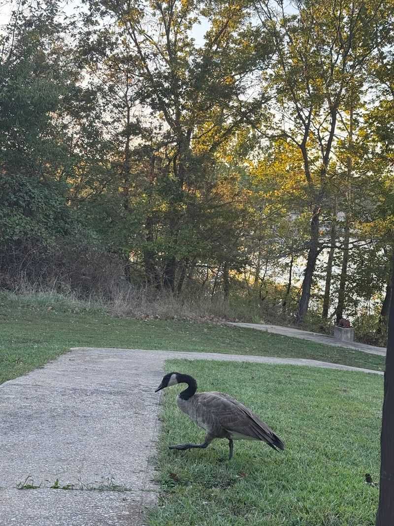 Wildlife Watching And Birdlife That Reward Patient Visitors