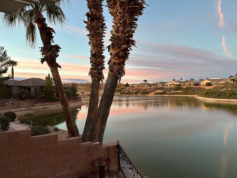 Mesquite