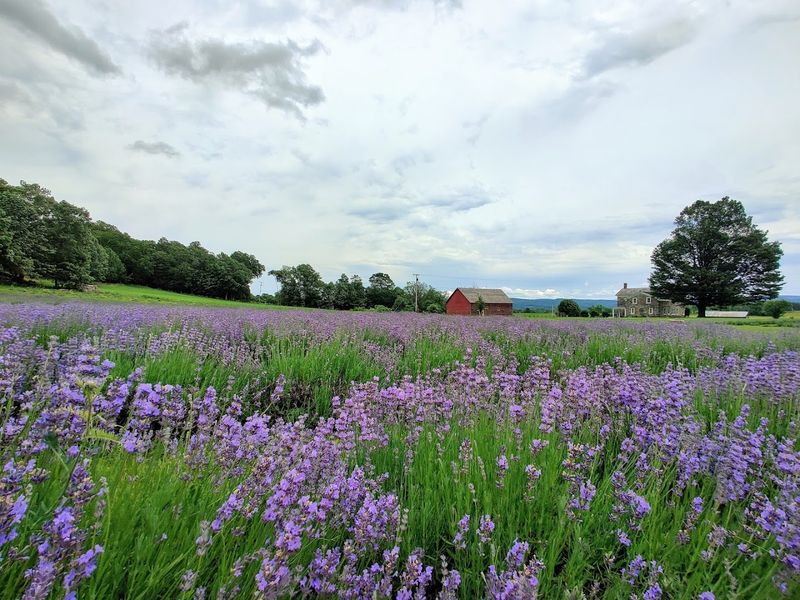 Lavenlair Farm