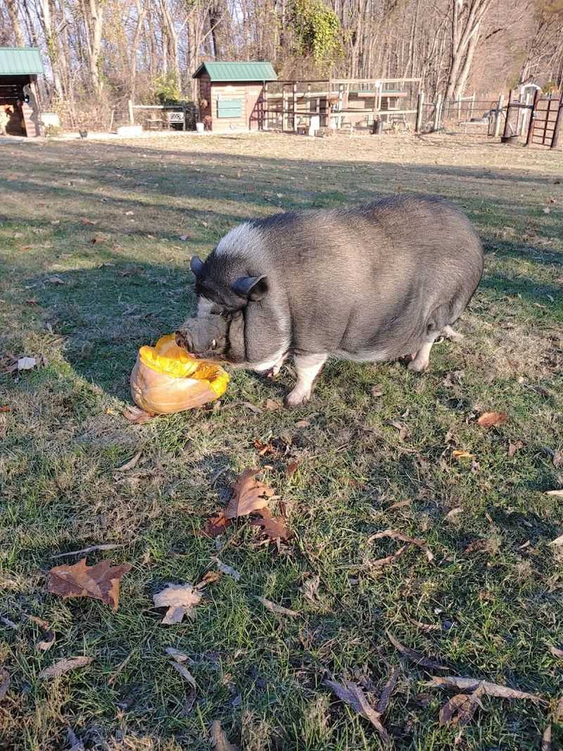 Winston, Gordy, Fred, And The Farm Animal Crew