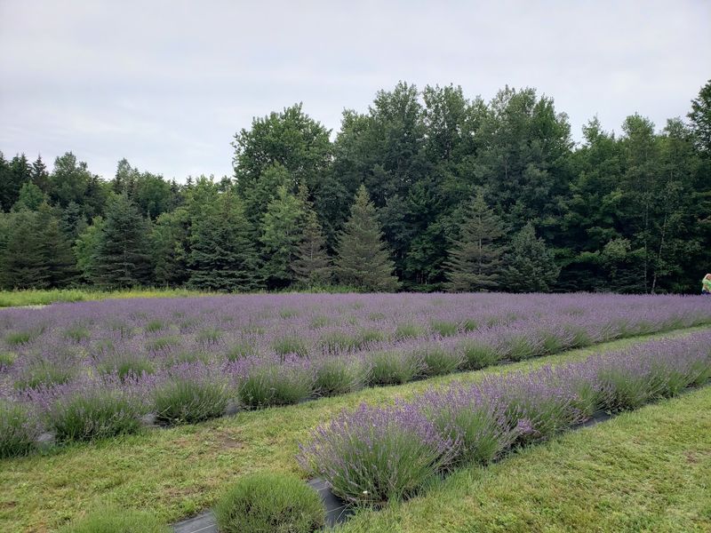 Spring Creek Lavender