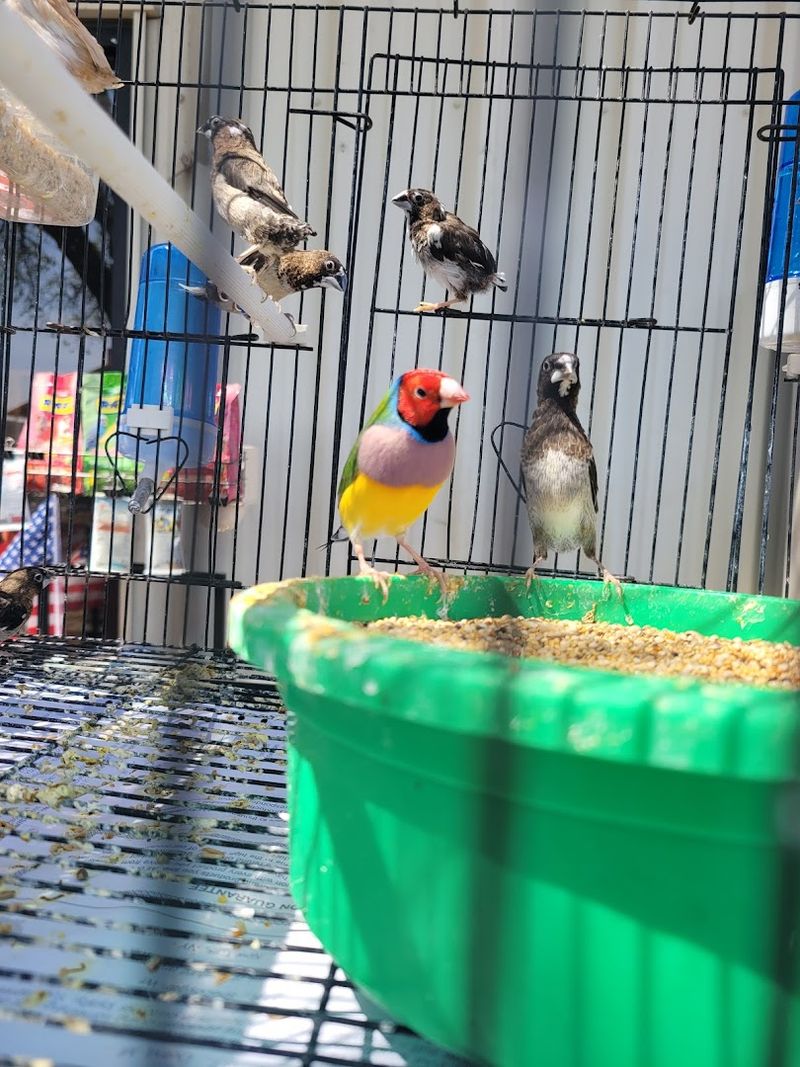 Pet Adoption And Family Activities Make It A Full Outing