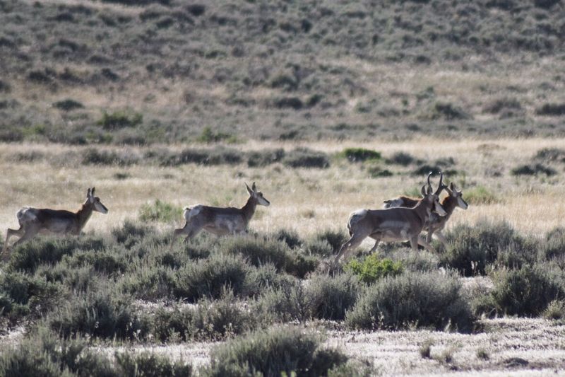 Conservation Efforts Preserving The Refuge