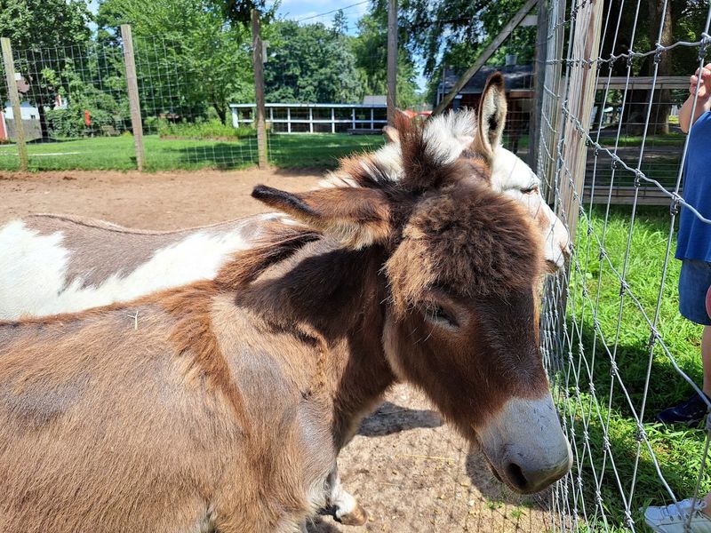 Long Island Game Farm