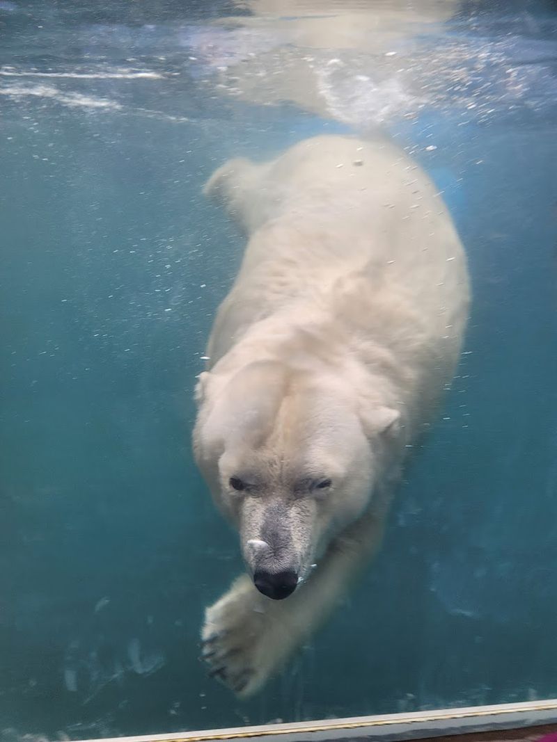 Buffalo Zoo