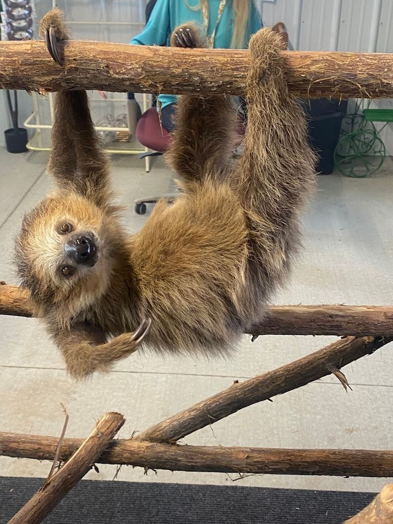 The Sloth Encounter Experience