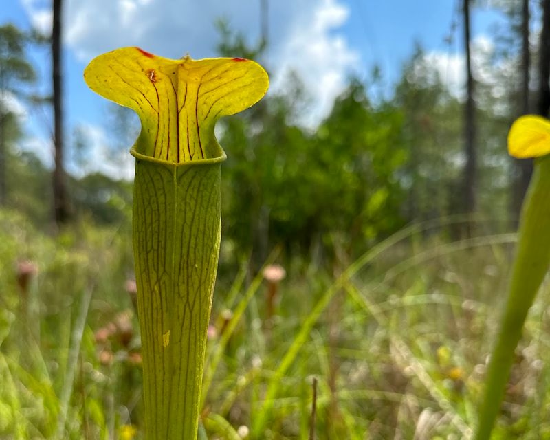 Carnivorous Plants And The Bog That Feeds Them