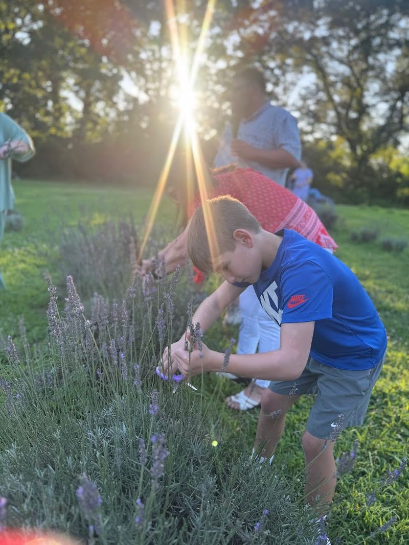 Lavender Kisses Farm, Hollow Rock