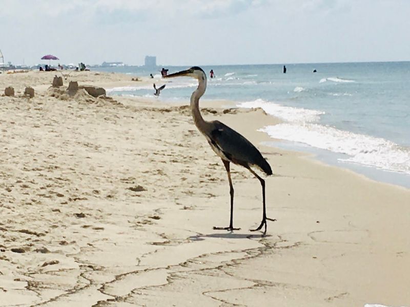 Dolphin And Wildlife Spotting