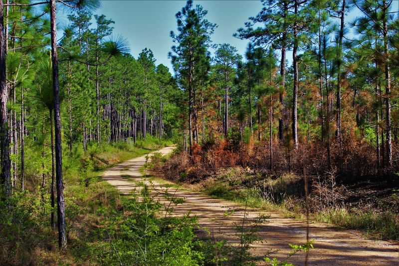 Poplarville (Pearl River County)