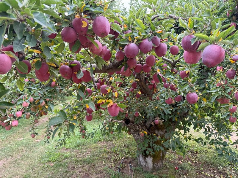 A Farm Born From Family Roots