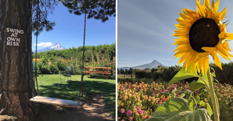 More Than Sixty Years Of Pick Your Own Weekends Have Passed At This Oregon Apple Orchard