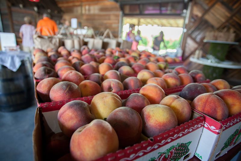 Breeden's Orchard, Mt. Juliet, TN