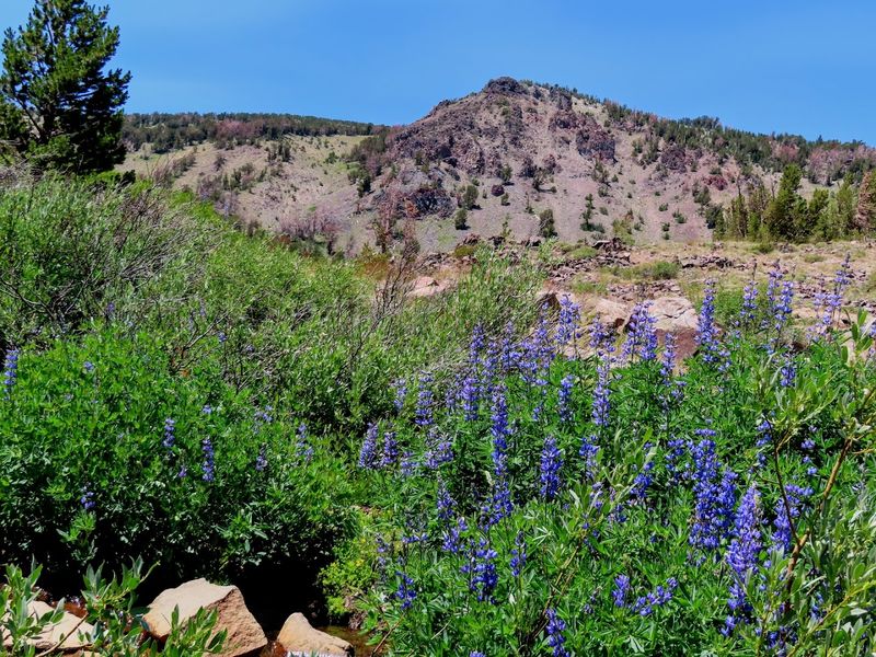 Wildflower Meadows Bring Brilliant Color During Summer