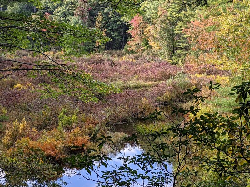 Fall Foliage That Transforms The Entire Park Into A Color Study