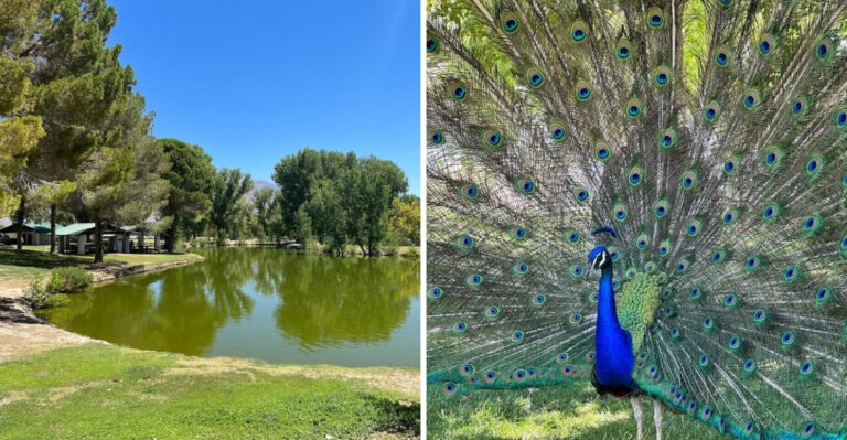 Nevada Has A Secret Lake Park With Peacocks, Rainbow Trout, And 11,000 Years Of History