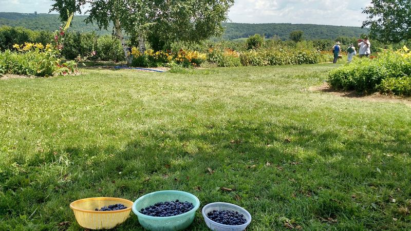 The Farm Also Grows Currants And Gooseberries