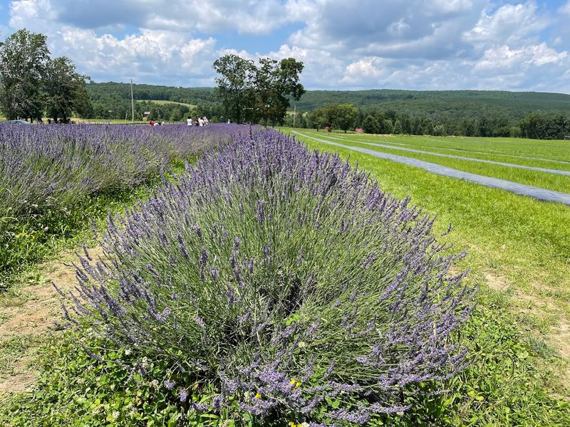 Flat Top Mountain Farm, Soddy-Daisy