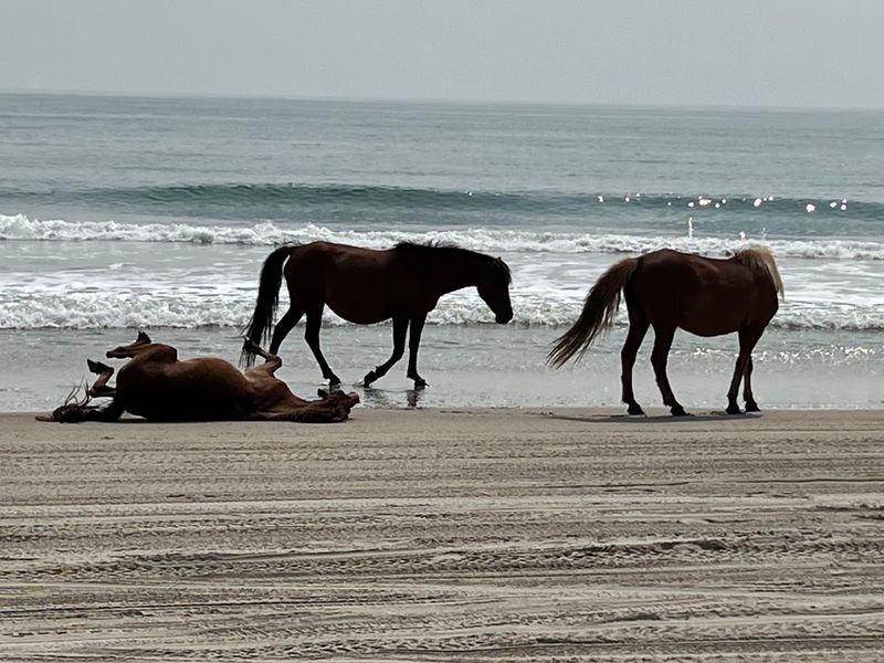 Corolla Beach