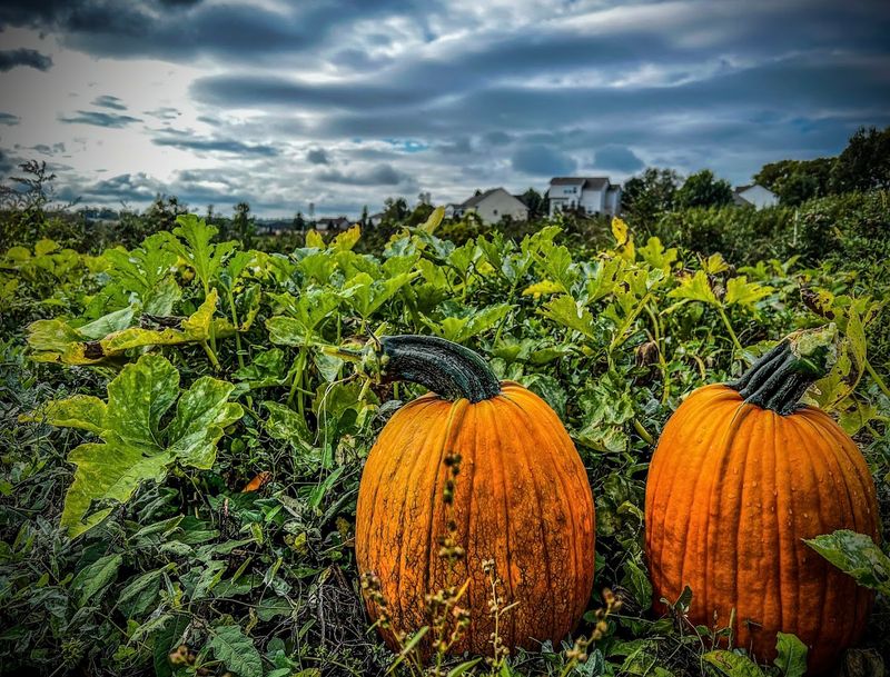 Historic Landmarks Reflecting Agricultural Roots