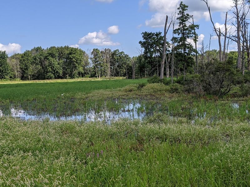 Mammals, Reptiles, And Fish Round Out The Wildlife Roster
