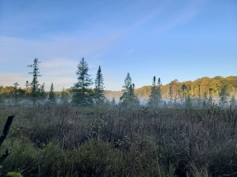 Five Wilderness Areas Protect The Forest's Wildest Corners