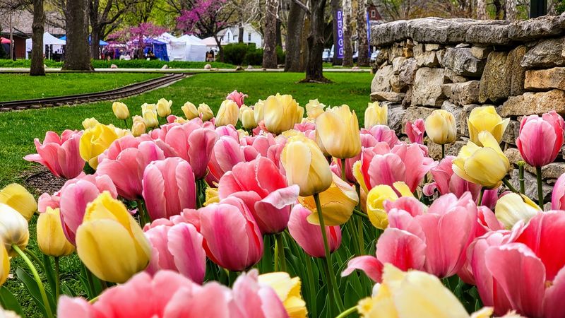 Tulip Festival Vendor Fair