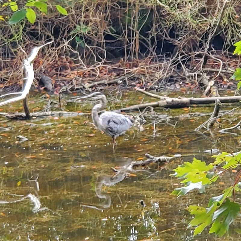 Wildlife That Shows Up Without An Invitation