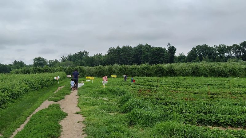 Strawberries, Blueberries, And The Pick-Your-Own Tradition