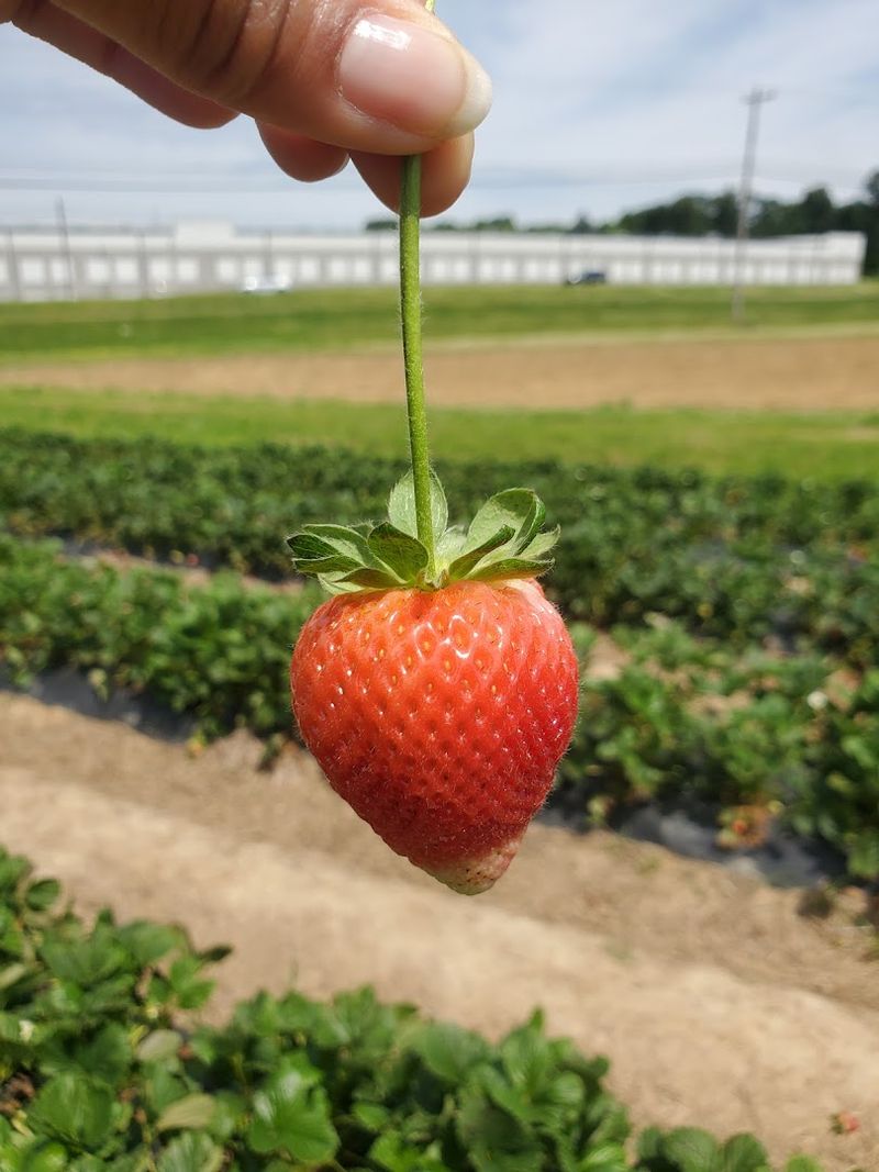 Strawberries That Arrive With Spring