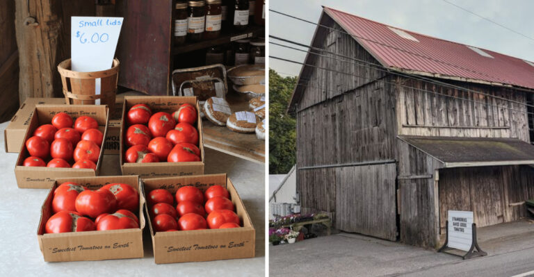 People Drive Past Bigger Markets Just To Stop At This Pennsylvania Tomato Stand For The Real Thing